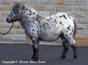 Click for larger image